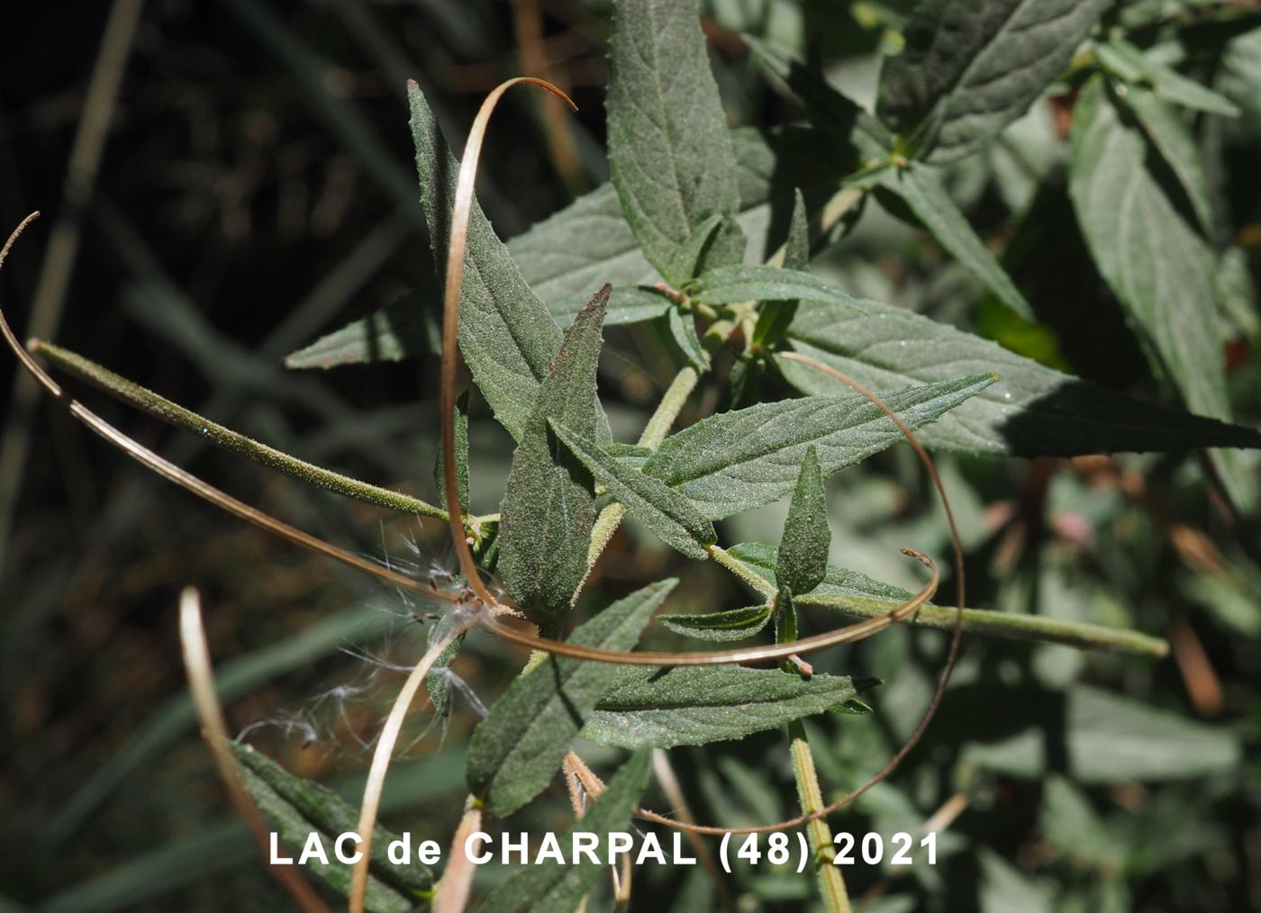 Willow-herb, (of Lamy) fruit